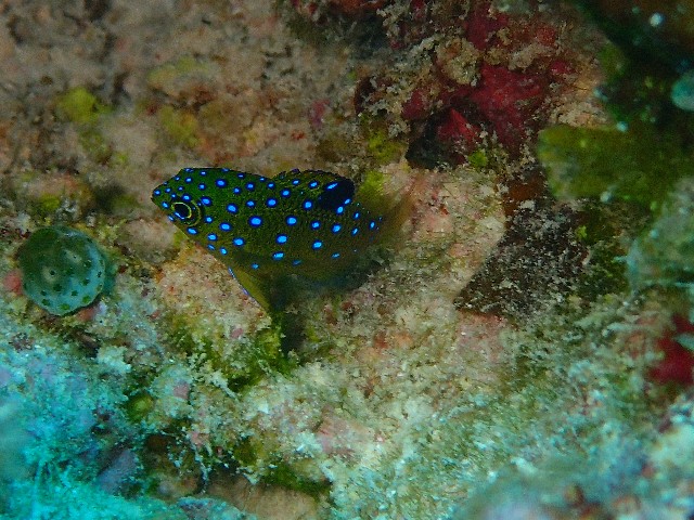 f:id:takedive1988:20201020221603j:image
