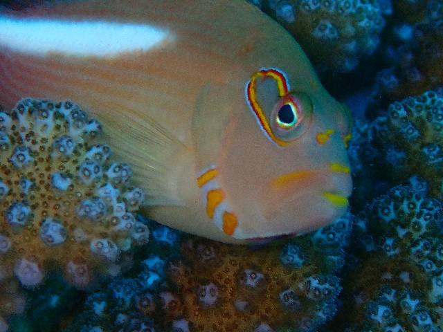 f:id:takedive1988:20201020221625j:image