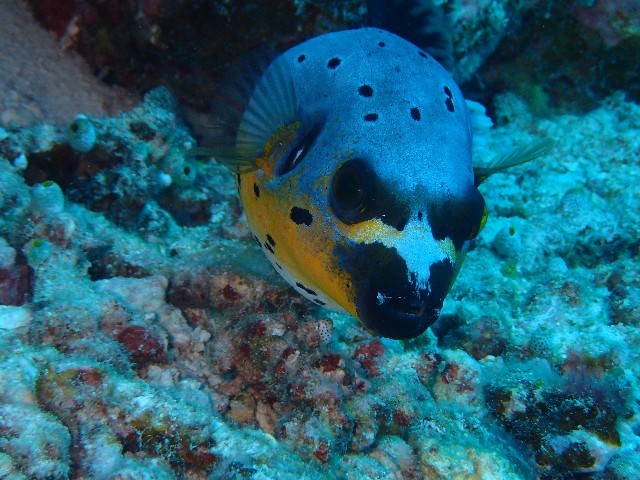 f:id:takedive1988:20201020221732j:image