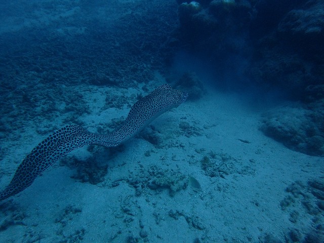 f:id:takedive1988:20201020221814j:image