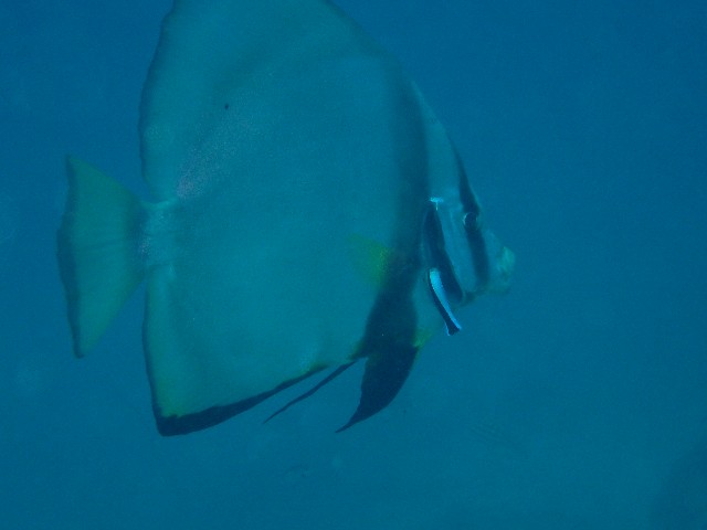 f:id:takedive1988:20201020221841j:image