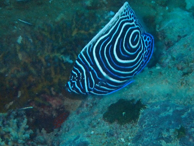f:id:takedive1988:20201020221932j:image
