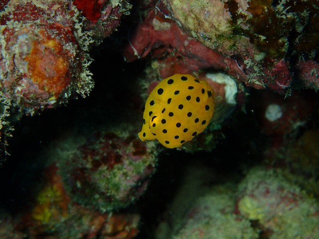 f:id:takedive1988:20201025214712j:image