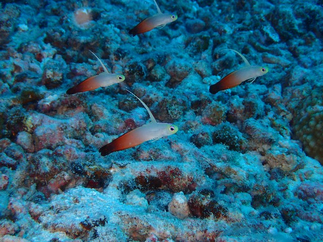 f:id:takedive1988:20201025221824j:image