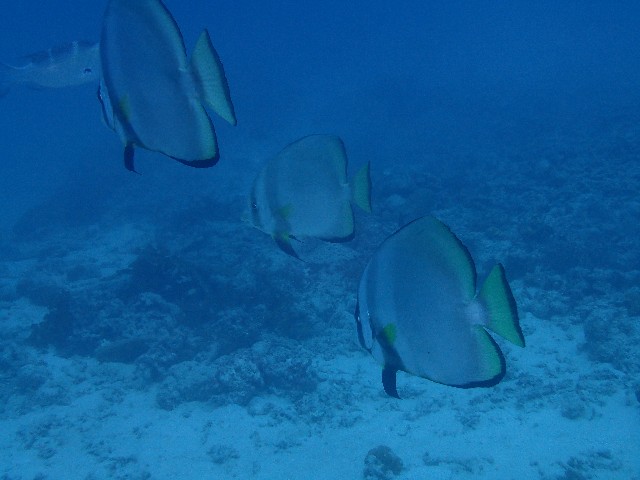 f:id:takedive1988:20201025222438j:image