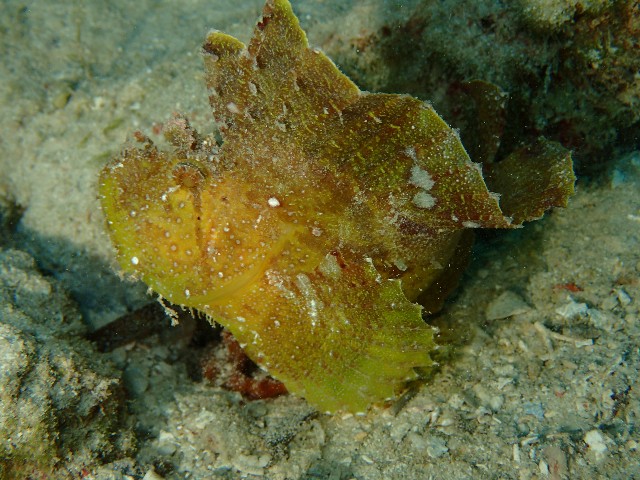 f:id:takedive1988:20201025222453j:image