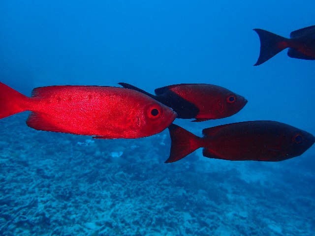 f:id:takedive1988:20201102215838j:image f:id:takedive1988:20201102215838j:image