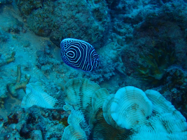 f:id:takedive1988:20201102215849j:image f:id:takedive1988:20201102215849j:image