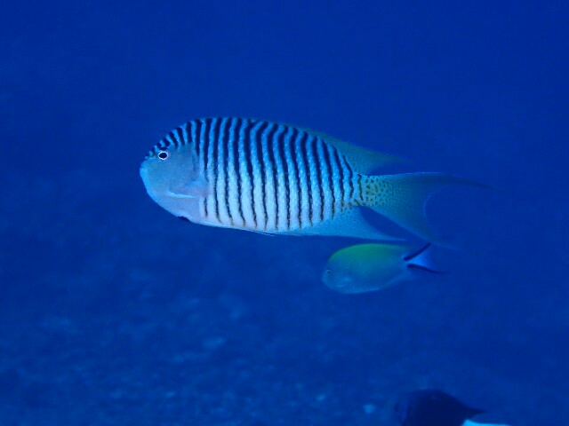 f:id:takedive1988:20201107212135j:image