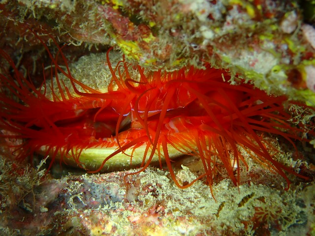 f:id:takedive1988:20201107212221j:image