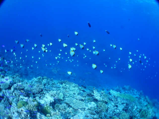 f:id:takedive1988:20201107212525j:image