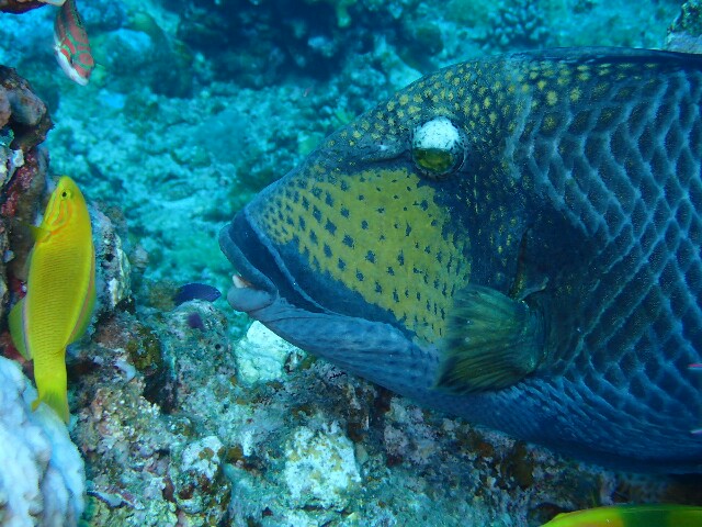 f:id:takedive1988:20201107212552j:image