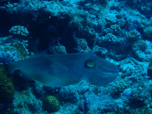 f:id:takedive1988:20201107212615j:image