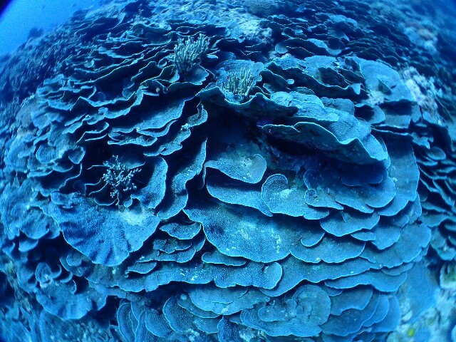 f:id:takedive1988:20201110212613j:image