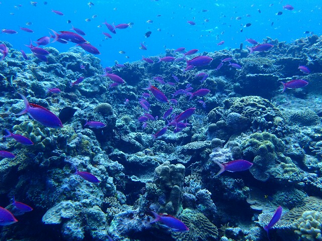 f:id:takedive1988:20201110212643j:image