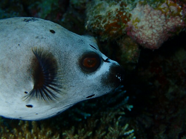f:id:takedive1988:20201110212704j:image
