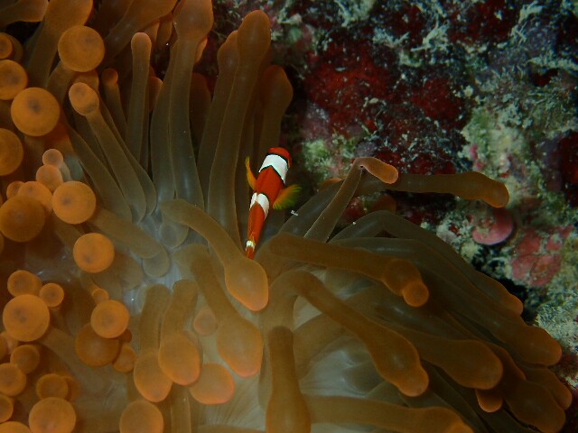 f:id:takedive1988:20201110212719j:image