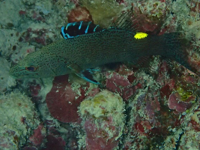 f:id:takedive1988:20201110212738j:image