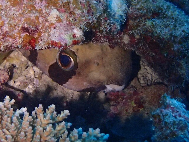 f:id:takedive1988:20201110212805j:image