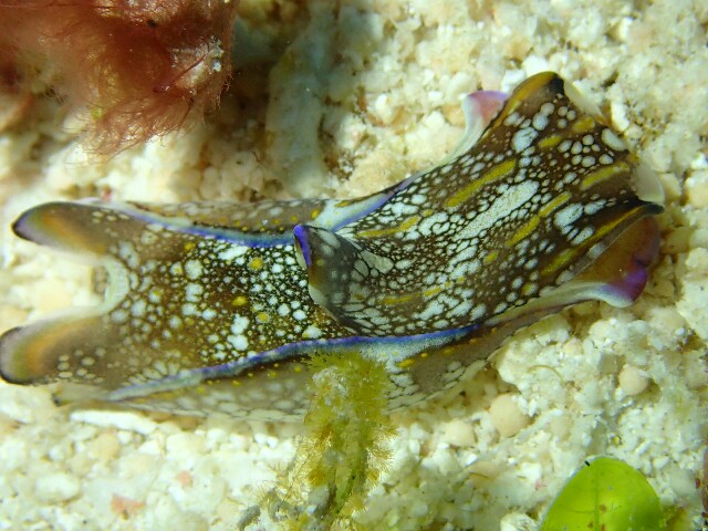 f:id:takedive1988:20201110212833j:image