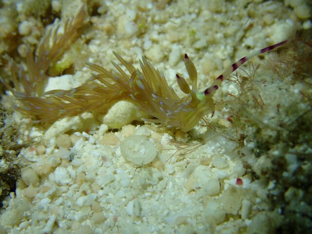 f:id:takedive1988:20201110212849j:image