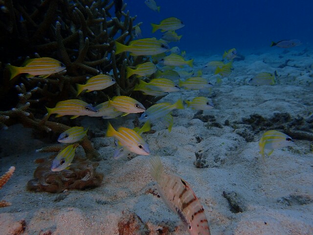 f:id:takedive1988:20201110212904j:image