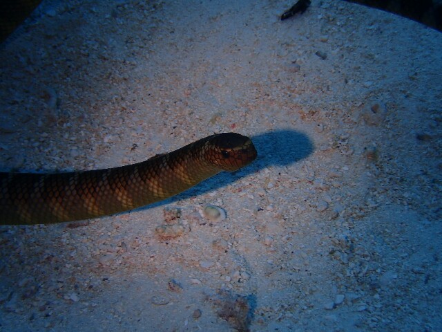 f:id:takedive1988:20201110212917j:image