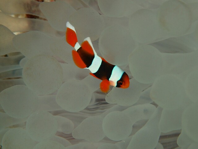f:id:takedive1988:20201111182109j:image