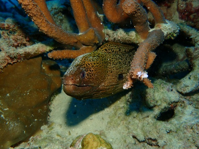 f:id:takedive1988:20201111182134j:image