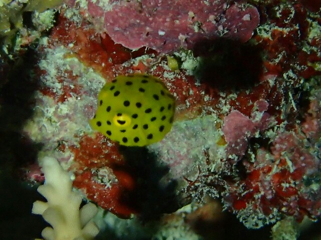 f:id:takedive1988:20201111182156j:image
