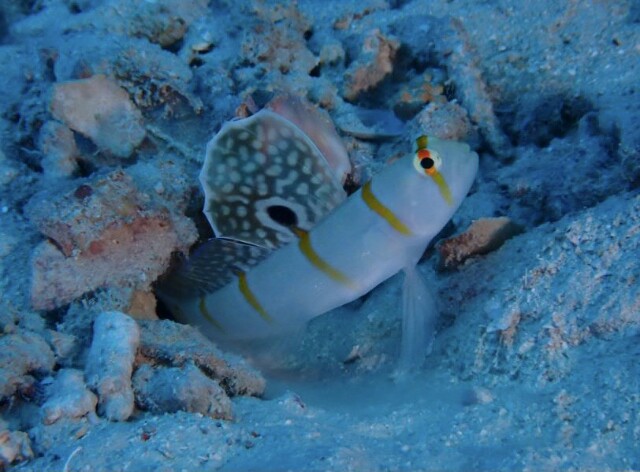 f:id:takedive1988:20210319214514j:image