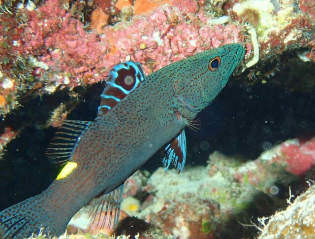 f:id:takedive1988:20210319214647j:image