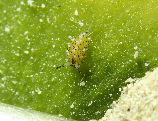 f:id:takedive1988:20210319214707j:image
