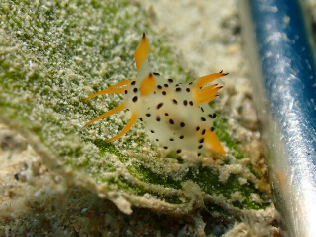 f:id:takedive1988:20210319214810j:image