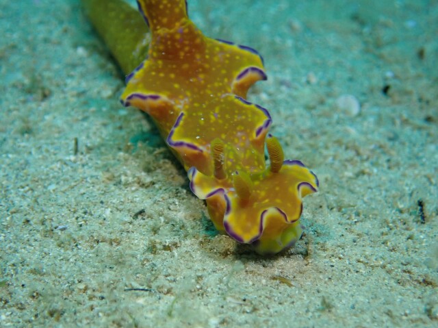 f:id:takedive1988:20210319214828j:image