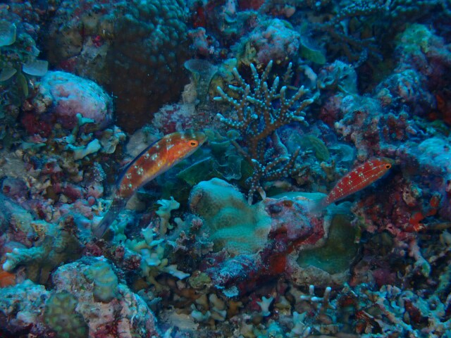 f:id:takedive1988:20210319215123j:image
