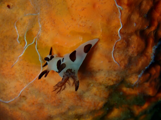 f:id:takedive1988:20210319215227j:image