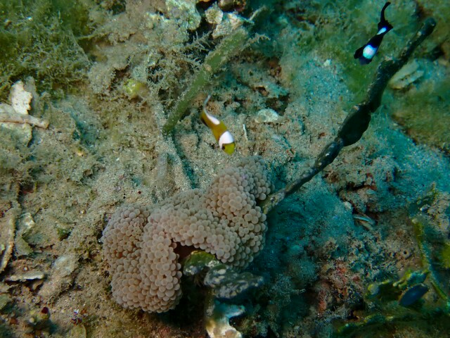 f:id:takedive1988:20210319215346j:image