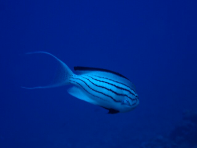 f:id:takedive1988:20210320214436j:image
