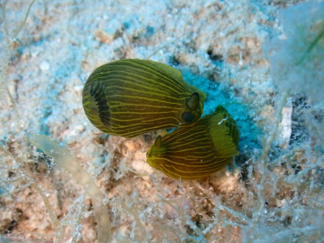 f:id:takedive1988:20210320215544j:image