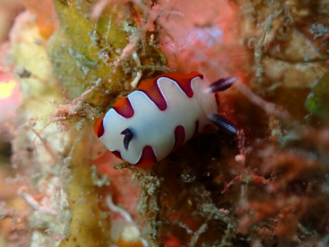f:id:takedive1988:20210320215718j:image