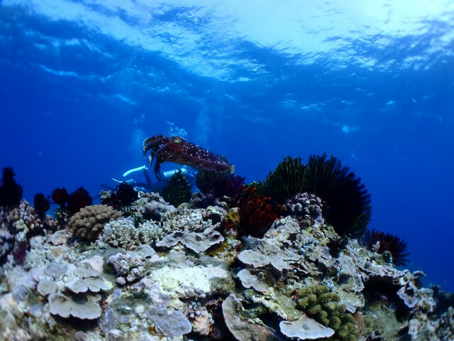f:id:takedive1988:20210320215811j:image