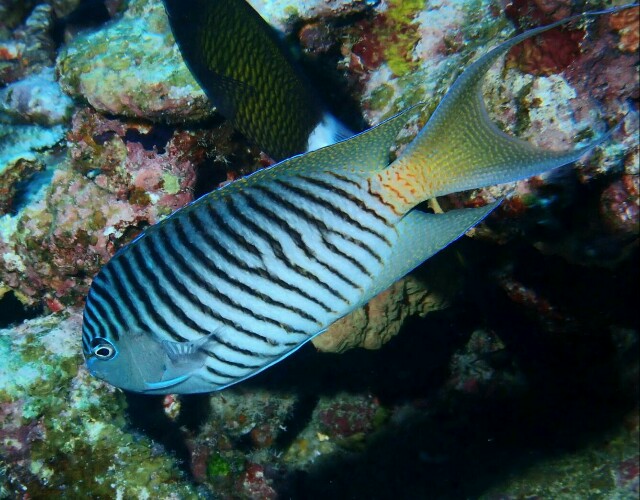 f:id:takedive1988:20210320220201j:image
