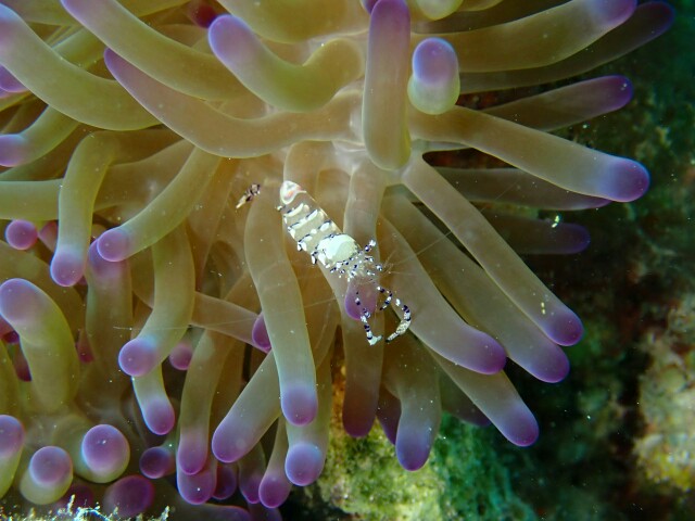 f:id:takedive1988:20210320221243j:image