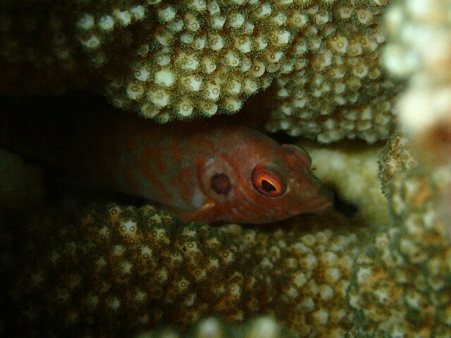 f:id:takedive1988:20210320221418j:image