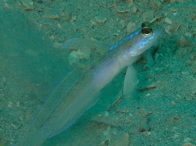 f:id:takedive1988:20210320221754j:image