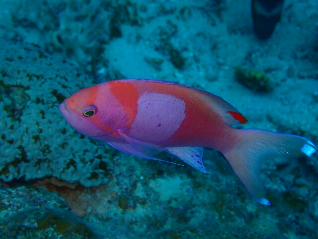 f:id:takedive1988:20210323144751j:image
