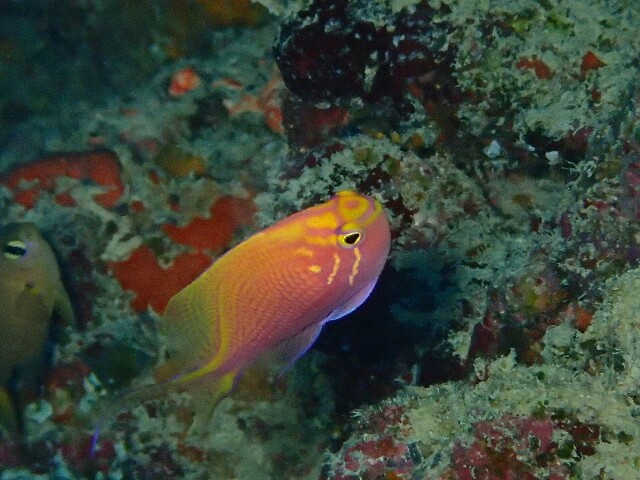 f:id:takedive1988:20210323144910j:image