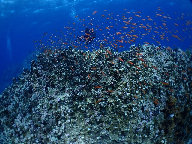 f:id:takedive1988:20210325222005j:image f:id:takedive1988:20210325222005j:image