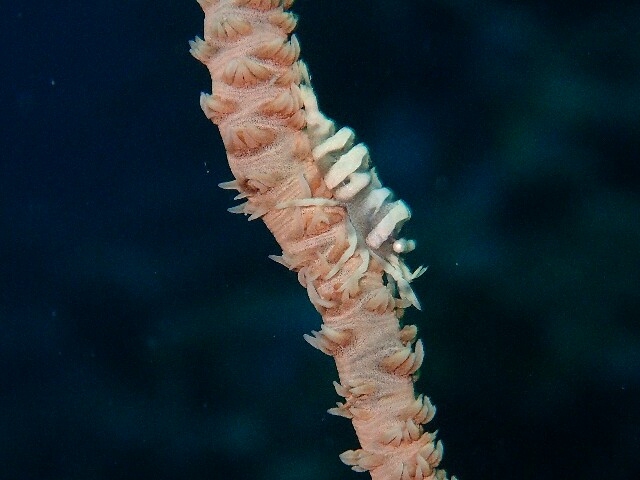 f:id:takedive1988:20210327215441j:image f:id:takedive1988:20210327215441j:image